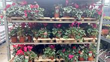 Cyclamen